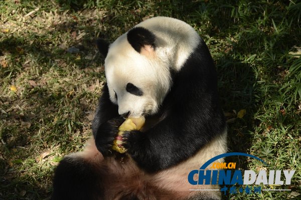 美國華盛頓一動物園重開 大熊貓“添添”可愛亮相（組圖）