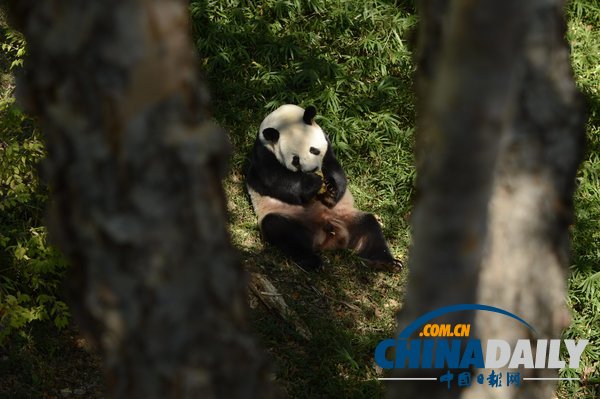 美國華盛頓一動物園重開 大熊貓“添添”可愛亮相（組圖）