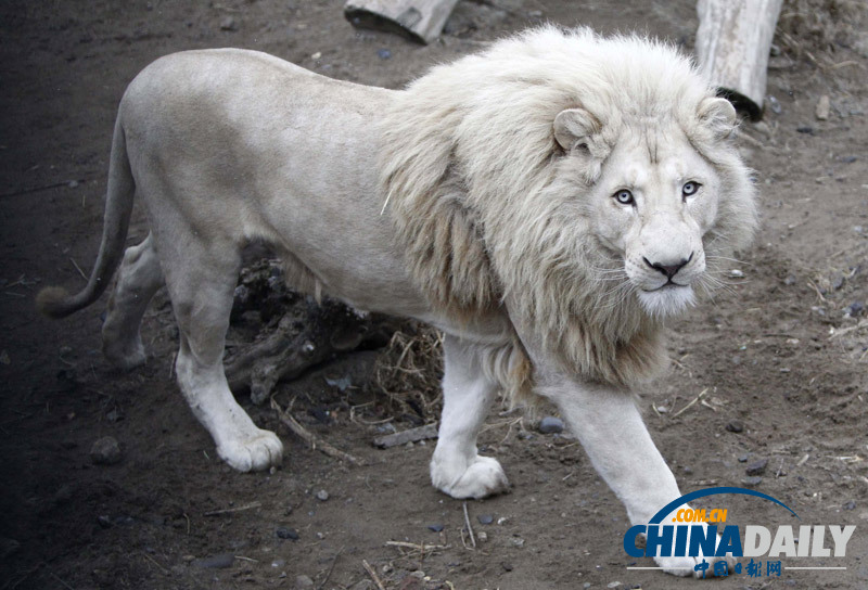 珍稀白獅寶寶亮相第比利斯動物園 憨態(tài)可掬惹人愛