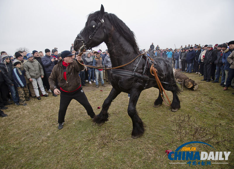 羅馬尼亞人縱馬馳騁慶祝主顯節(jié) 矮腳小馬萌翻鏡頭