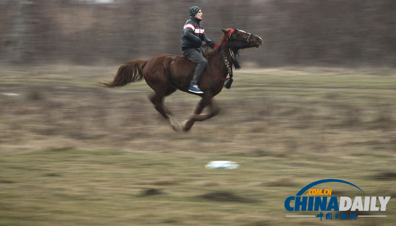 羅馬尼亞人縱馬馳騁慶祝主顯節(jié) 矮腳小馬萌翻鏡頭