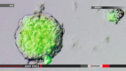 日媒：日本研制出新型萬能細胞“STAP細胞”