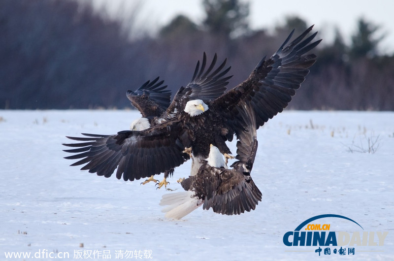 加拿大雪原上演華麗空戰(zhàn)：鷹擊長空護“主權”