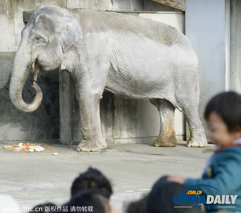 日本最長(zhǎng)壽大象迎來(lái)67周歲生日