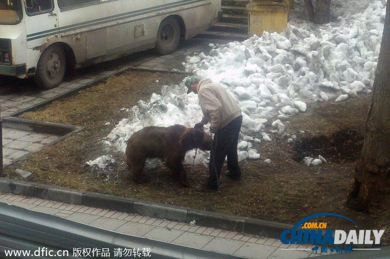 遛狗簡直弱爆啦！俄羅斯男子遛棕熊震驚路人