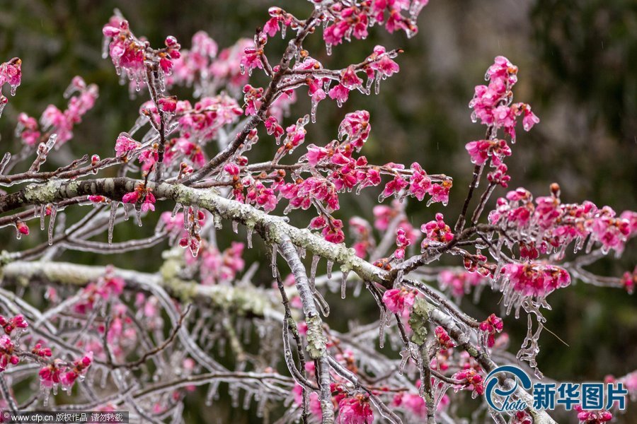 美國南部遭遇災(zāi)難性暴風(fēng)雪：大雪厚冰前所未有