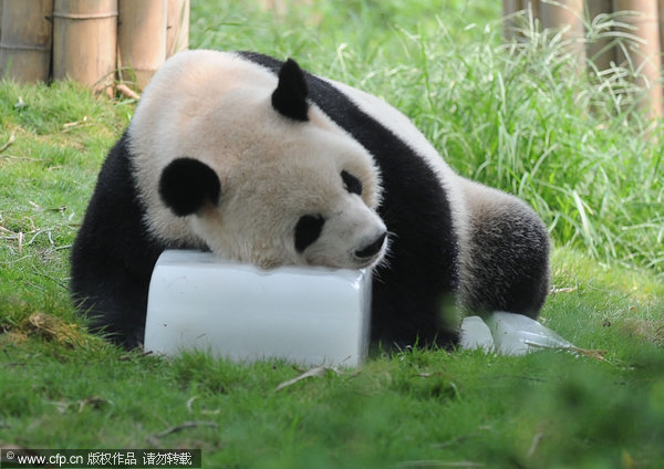 Giant pandas cool off with ice