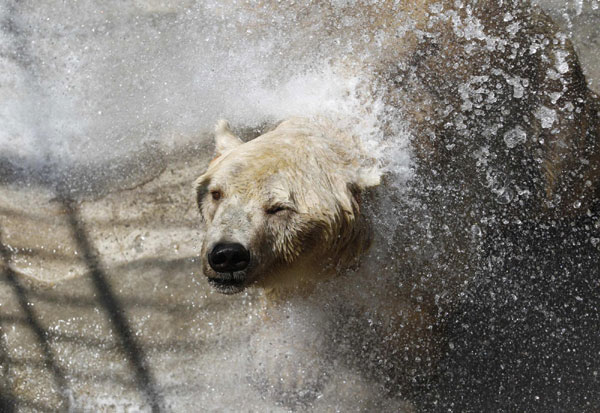 Animals cool off in heat wave