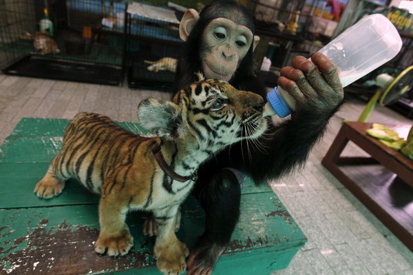 Tiger cub and chimp unlikely nursery playmates