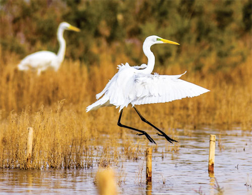 China's wetlands hurt by economic growth: report