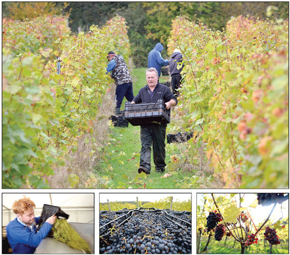 Climate change is good news for English wine