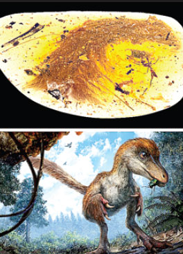 Tail of feathered dinosaur found in chunk of amber