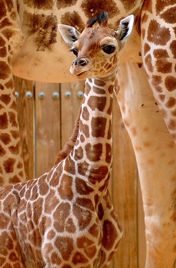 Baby giraffe calf Imara stands at Disney's Animal Kingdom theme park in Lake Buena Vista, Florida, October 23, 2006. Imara, a girl, was born on October 7 and she and her mother are expected to rejoin their herd at Disney's Animal Kingdom savannah in the next few weeks.