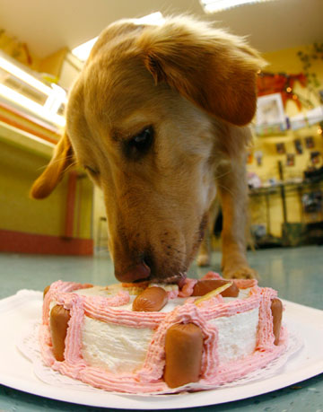 Labrador bitch Ronja enjoys her birthday fancy cake in her owner's dogs-only bakery in the western German city of Wiesbaden January 8, 2007. 