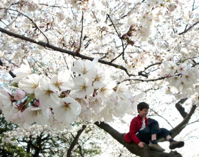 Cherry blossom festival