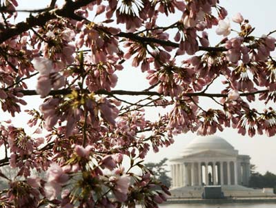 Cherry blossom festival