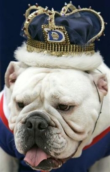 Most Beautiful Bulldog