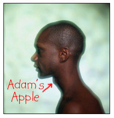 Adam's Apple: 喉結(jié)