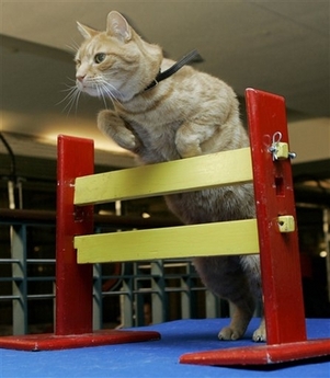 2006 CFA-Iams Cat Championship