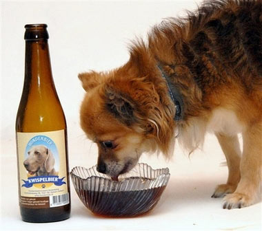 Beer for your best friend - dog