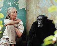 Jane Goodall: still hard at work for the chimps