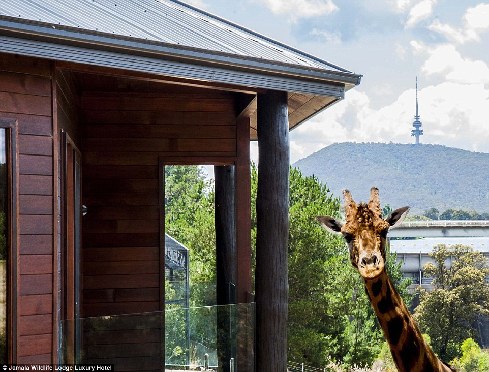 旅館？動(dòng)物園？這是澳大利亞加馬拉野生動(dòng)物旅館！