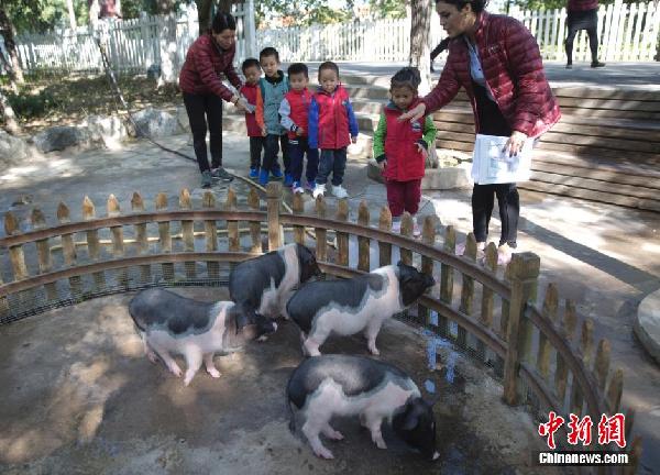 Zoo built in a kindergarten