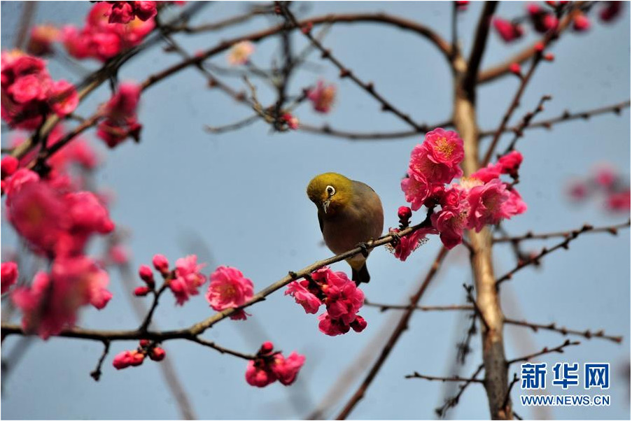 又到一年踏青時(shí) 花間春色惹人醉（組圖）