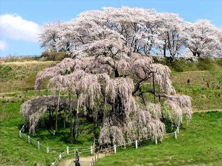 日本將送櫻花樹種上太空