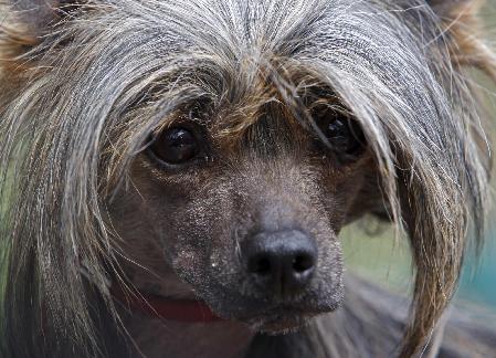 Dog show in Hungary