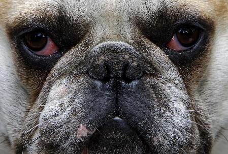 Dog show in Hungary