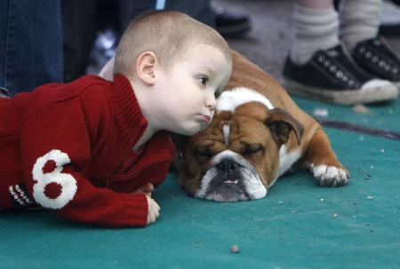 Dog show in Hungary