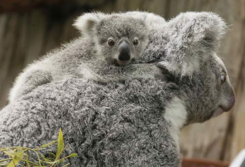 215-day-old koala baby at German zoo