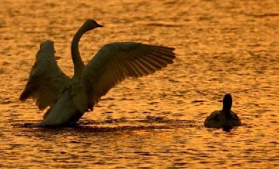 Swan paradise in N China's wetland