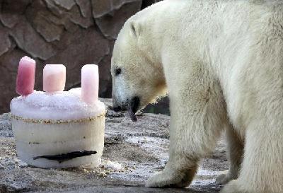 Polar bear celebrates birthday