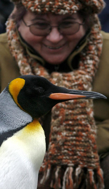 King penguins explore their outdoor pen