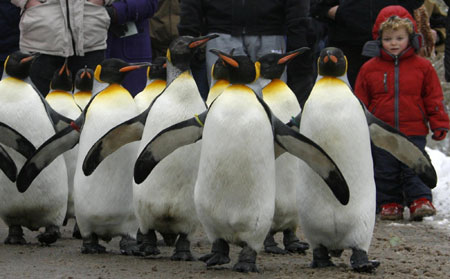 King penguins explore their outdoor pen