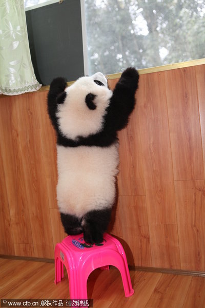 Panda cub's New Year gift