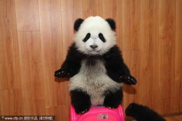 Panda cub's New Year gift