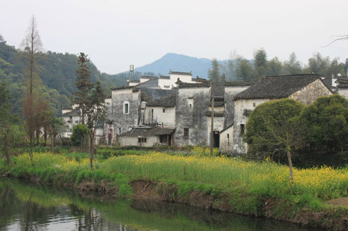 Rape Flowers in Wuyuan