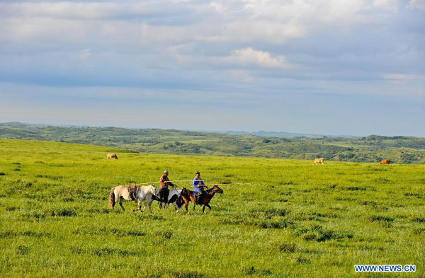 Tranquil Xilin Gol grassland in summer