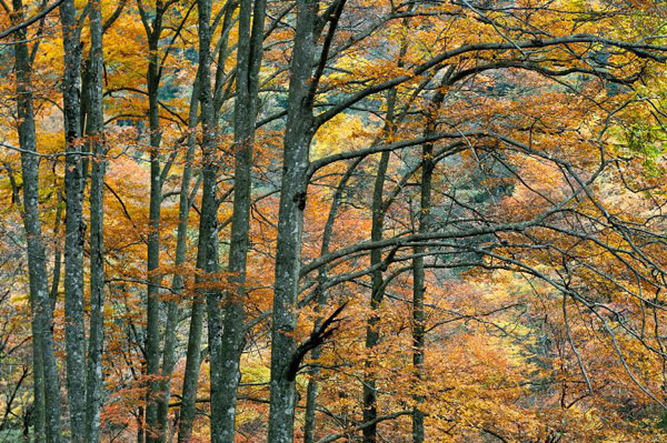 Autumn scenery of Guangwu Mountain in Nanjiang, China's Sichuan province