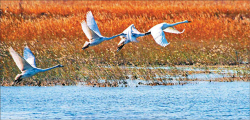 Paradise of birds