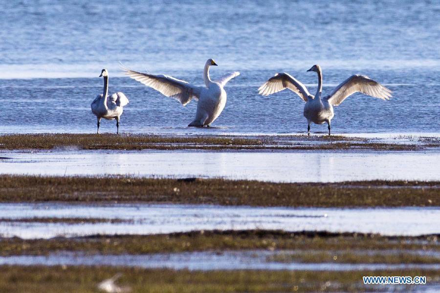 White swans on Cuiping Lake in Tianjin