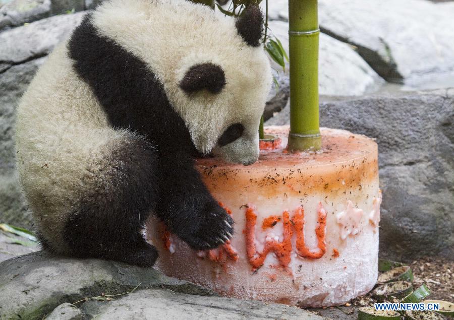 Giant panda cub celebrates 1st birthday in California