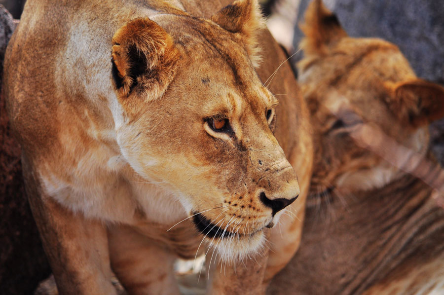 Photos: Living among lions(1)