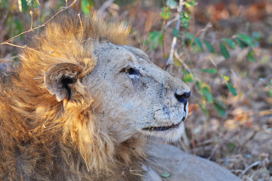 Photos: Living among lions(1)