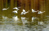 Royal care for swans