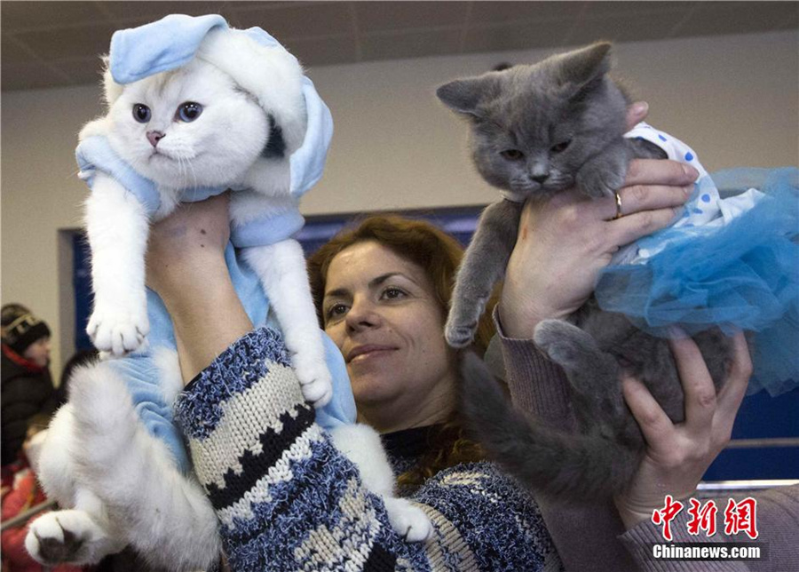 Cute cat show warms up Minsk