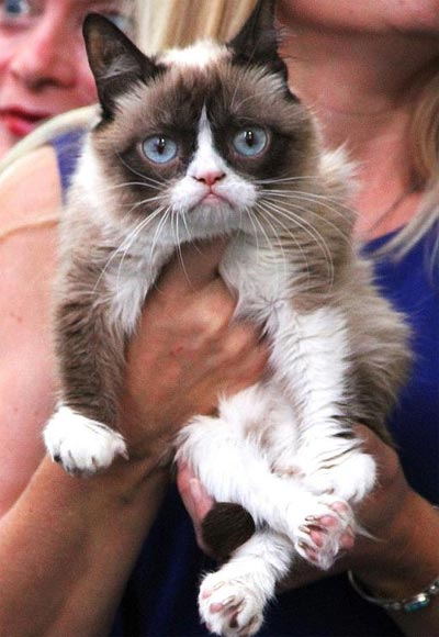 Grumpy Cat goes viral online